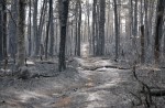 Burned Trees in the Pine Barrens